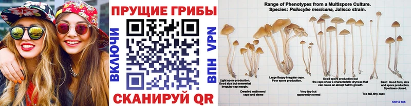 Галлюциногенные грибы GOLDEN TEACHER  Канск 