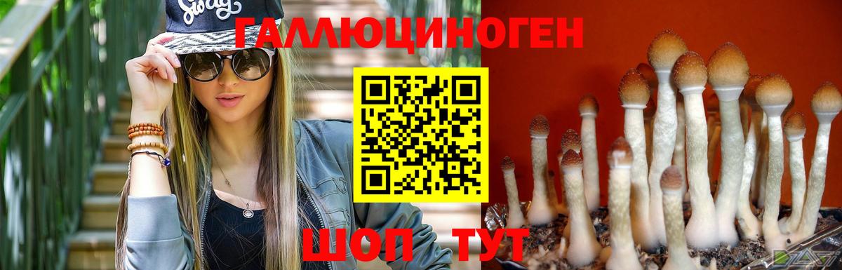 Галлюциногенные грибы Psilocybine cubensis Канск